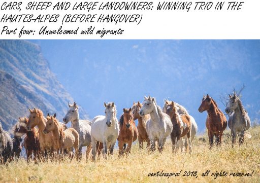ventdouxprod 2018 nicolas barbier unwelcomed wild migrants hautes-alpes french alps cars sheep and large landowners winning trio before hangover